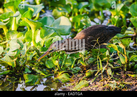 Eine grüne Heron (Butorides Virescens) ist bereit, in der Nähe von einem See zuzuschlagen. Texas, USA. Stockfoto