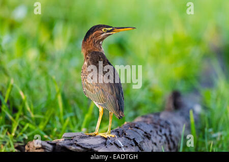 Ein grüner Reiher (Butorides Virescens) auf einem Baumstamm. Texas, USA. Stockfoto