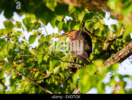 Ein grüner Reiher (Butorides Virescens) auf einem Baum. Texas, USA. Stockfoto