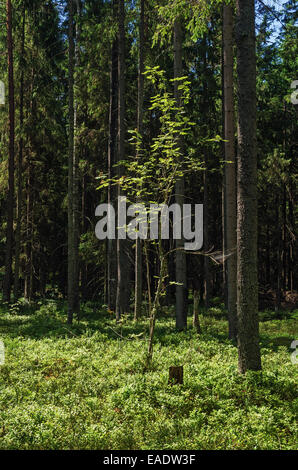 Sonniger Tag im Pinienwald. Junge Eberesche unter Tannen. Stockfoto