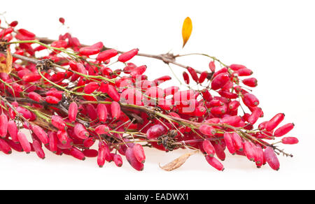 rot Berberis Zweig mit reifen Früchten auf Tafel Stockfoto