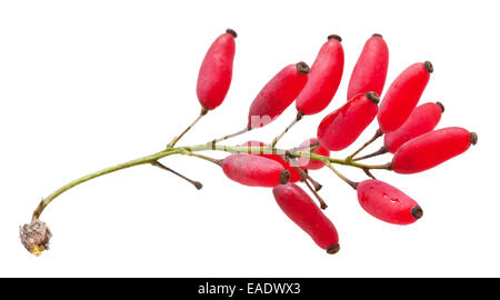 rot Berberis sprießen mit reifen Früchten isoliert auf weißem Hintergrund Stockfoto