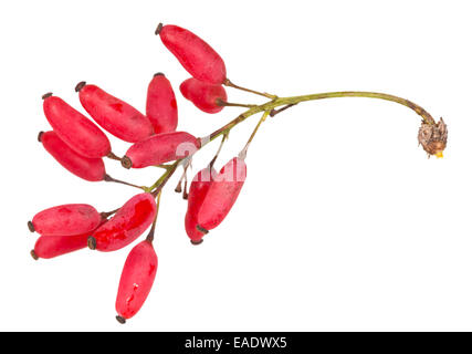 rot Berberis-Shooting mit reifen Früchten isoliert auf weißem Hintergrund Stockfoto