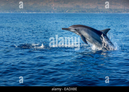 Indo-Pazifik große Tümmler (Tursiops Aduncus), Bucht von Lovina, Bali, Indonesien Stockfoto