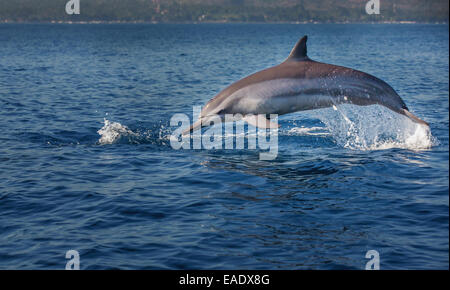 Indo-Pazifik große Tümmler (Tursiops Aduncus), Bucht von Lovina, Bali, Indonesien Stockfoto