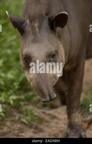 Flachland Tapir Tapirus Terrestris auch bekannt als der südamerikanischen Tapir, brasilianische Tapir Stockfoto