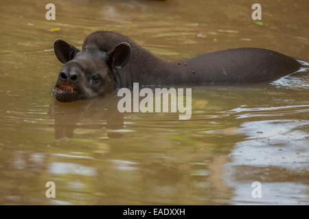 Flachland Tapir Tapirus Terrestris auch bekannt als der südamerikanischen Tapir, brasilianische Tapir Stockfoto