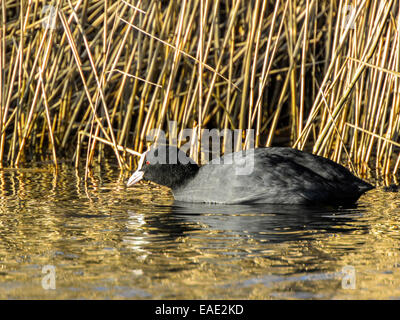 Wilde Coot [Fulica] Fütterung am Rand Wassers mit Schilf im Hintergrund. Stockfoto