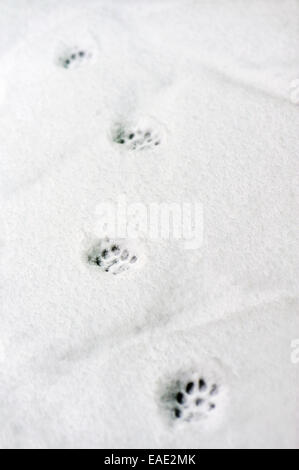 Katze-Spuren im Schnee Stockfoto