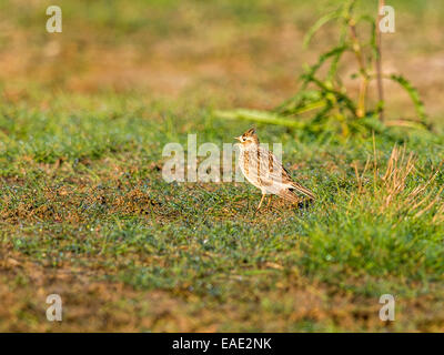 Lerche [Alauda Arvensis] posiert auf Boden umgeben von Morgentau, fangen Sonnenlicht am frühen Morgen. Stockfoto
