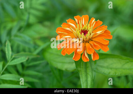 Zinnie Orange Blume Stockfoto