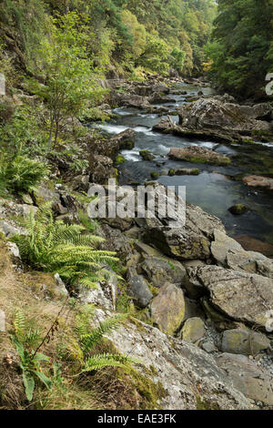 Der Fluß Glaslyn fließt zwischen den Bäumen und Felsen des Aberglaslyn Passes in Snowdonia, Gwynedd, Nordwales Stockfoto