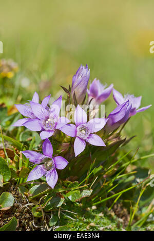 Chiltern Enzian (Gentiana Germanica), Seewertal, Ötztaler Alpen, Provinz Südtirol, Trentino-Alto Adige, Italien Stockfoto