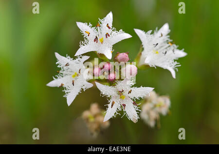 Fieberklee (Menyanthes Trifoliata), Tirol, Österreich Stockfoto