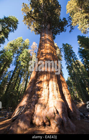 Der General Sherman Tree, einer riesigen Redwood oder Mammutbaum, Sequoiadendron Giganteum im Sequoia Nationalpark, Kalifornien, USA. Es ist Stockfoto