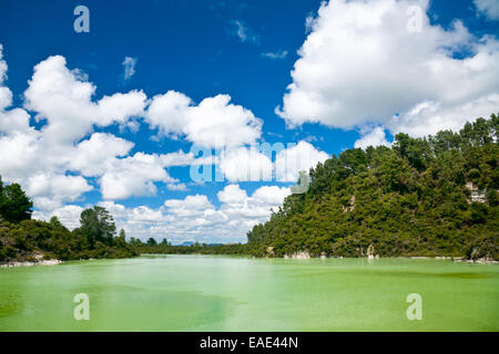 Das grüne Wasser des Lake Ngakoro im Wai-O-Tapu geothermal Bereich in Neuseeland Stockfoto