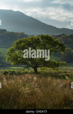 Die untergehende Sonne fällt hinter dem Berg, Moel Hebog, Hintergrundbeleuchtung, ein englischer Eiche, Quercus Robur, in der Nähe von Beddgelert. Stockfoto