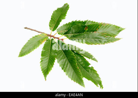 Edelkastanie (Castanea Sativa), Blätter Stockfoto