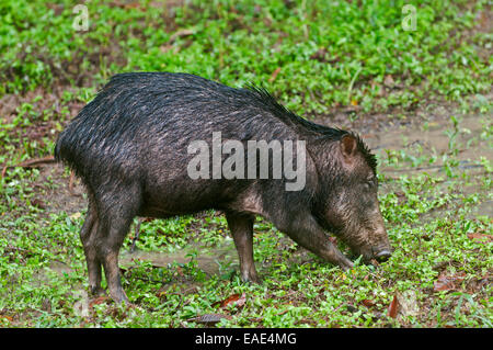 Weißlippen-Peccary (Tayassu Pecari), Naturschutzgebiet Tambopata und Madre De Dios Region, Peru Stockfoto