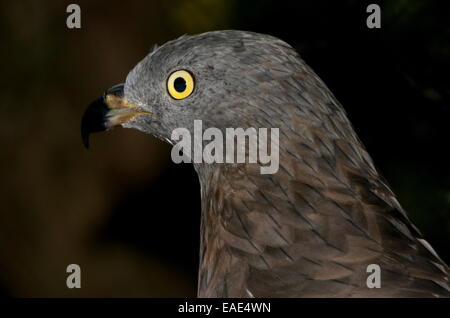 Nahaufnahme des Kopfes eines männlichen europäischen Honig-Bussard (Pernis Apivorus) a.k.a.Common Pern Stockfoto