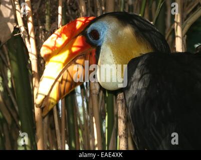 Männliche Sunda faltige Hornbill (Aceros Corrugatus) im Profil gesehen Stockfoto
