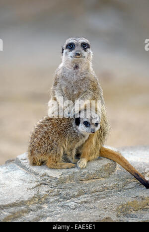 Erdmännchen (Suricata Suricatta), Erwachsene und Jugendliche, ursprünglich aus Afrika, Gefangenschaft, Baden-Württemberg, Deutschland Stockfoto