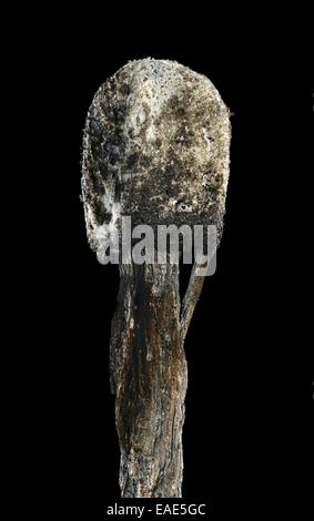 Verbrannte Streichholzkopf, symbolisches Bild Burn-out, Deutschland Stockfoto