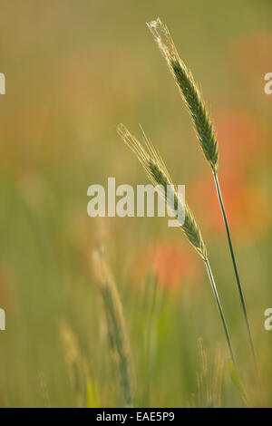 Ohren von Weizen (Triticum SP.), Sachsen, Deutschland Stockfoto