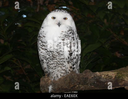 Schnee-Eule (Bubo Scandiacus) posiert auf einem Ast Stockfoto