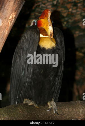 Männliche Sunda faltige Hornbill (Aceros Corrugatus) gerichtete Kamera Stockfoto