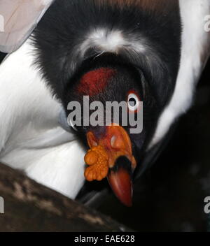 Nahaufnahme des Kopfes der farbenprächtigen American King Geier (Sarcoramphus Papa), gerichtete Kamera Stockfoto