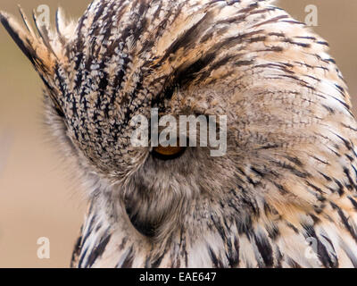 Westlichen sibirischen Uhu [Bubo Bubo Sibericus] nahe gebeugt mit Kopf nach vorne. Stockfoto