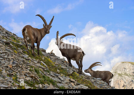 Alpine Ibex oder Steinbock (Capra Ibex), Männchen, Gschnitztal Tal, Tirol, Österreich Stockfoto