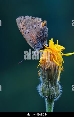 Knappen Kupfer (Lycaena Virgaureae), Seewertal, Ötztaler Alpen, Provinz Südtirol, Trentino-Alto Adige, Italien Stockfoto