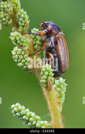 Sommer-Chafer oder europäischen JuneBeetle (Amphimallon Solstitiale), Tirol, Österreich Stockfoto