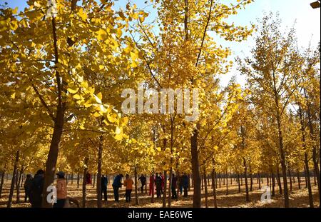 Ji'nan, der chinesischen Provinz Shandong. 13. November 2014. Bürgerinnen und Bürger gehen bei einem Ginkgo-Wald in Ji'nan, Hauptstadt der ostchinesischen Provinz Shandong, 13. November 2014 Besichtigung. © Xu Suhui/Xinhua/Alamy Live-Nachrichten Stockfoto