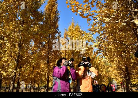 Ji'nan, der chinesischen Provinz Shandong. 13. November 2014. Besucher nehmen Sie Fotos auf einem Ginkgo-Wald in Ji'nan, Hauptstadt der ostchinesischen Provinz Shandong, 13. November 2014. © Xu Suhui/Xinhua/Alamy Live-Nachrichten Stockfoto