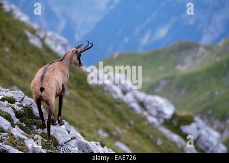 Gämse (Rupicapra Rupicapra) stehen auf Felsen in einer Berglandschaft mit Felsen, Ammergauer Alpen, Reutte, Reutte Bezirk Stockfoto