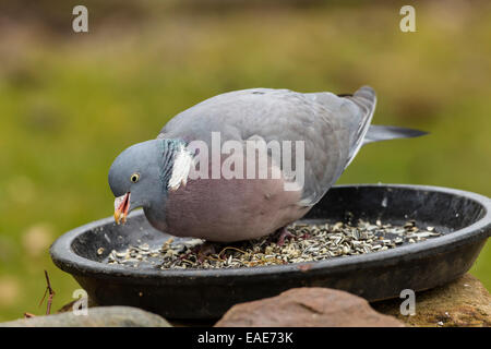 Gemeinsame Ringeltaube (Columba palumbus) Fütterung in einem Futternapf, Hessen, Deutschland Stockfoto