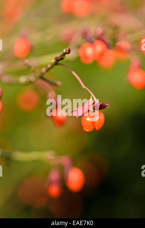 Kompakte brennenden Busch (Euonymus alatus 'Compactus') Stockfoto