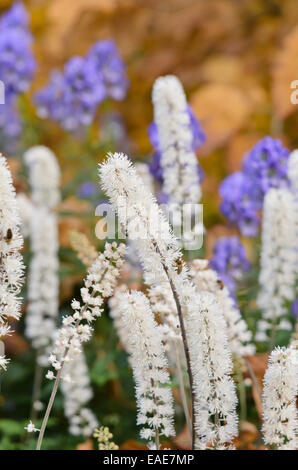 Bugbane (cimicifuga Simplex syn. actaea Simplex) Stockfoto