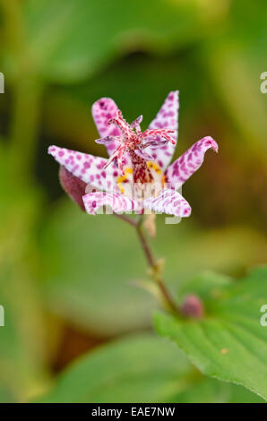 Japanische Kröte Lilie (Tricyrtis Hirta var. Masamunei) Stockfoto