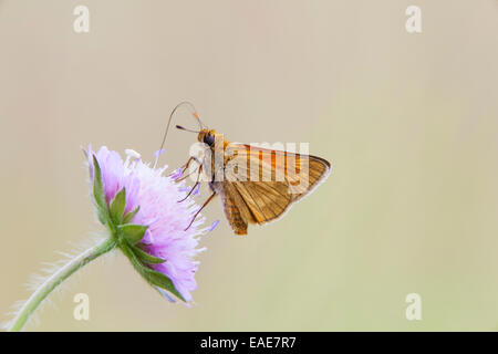 Große skipper Schmetterling (ochlodes venatus), Bayern, Deutschland Stockfoto