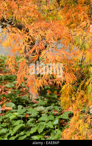 Japanischer Ahorn (Acer palmatum 'dissectum') Stockfoto