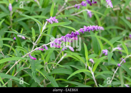 Mexikanische bush Salbei (Salvia leucantha) Stockfoto