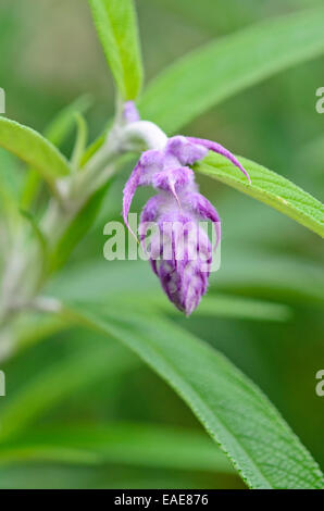 Mexikanische bush Salbei (Salvia leucantha) Stockfoto