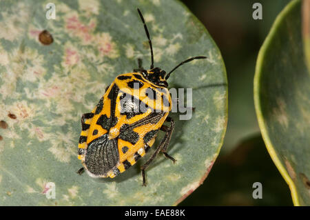 Rot Kohl Bug (Eurydema Ornata), gelbe Farbvariante auf dem Blatt eines Kapern-Strauches, Rhodos, Griechenland Stockfoto