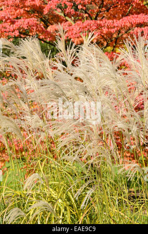 Chinesische silber Gras (Miscanthus sinensis) Stockfoto