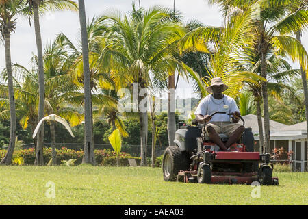 Seidenreiher [Egretta Garzetta] verfolgt einen Gärtner im Nisbet Plantation Beach Club in Nevis mäht den Rasen auf einem Power-Rasenmäher Stockfoto