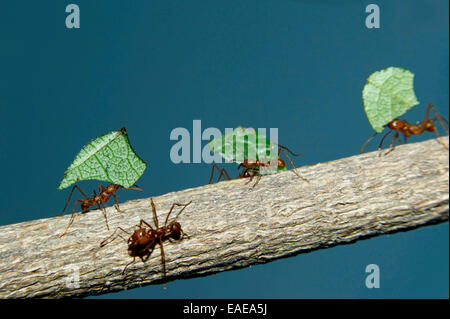 Blattschneiderameisen (Atta Cephalotes Columbica) tragen Teile der Blätter, die sie schneiden Stockfoto